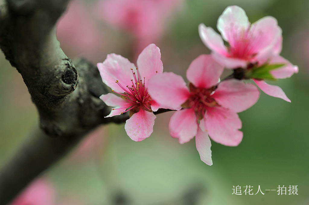 春色 9 摄影 追花人