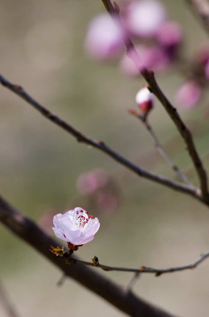 桃花开了 摄影 自然而然2010