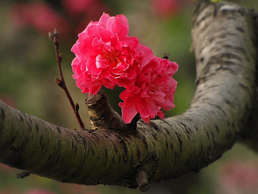 桃花 摄影 azhouyu