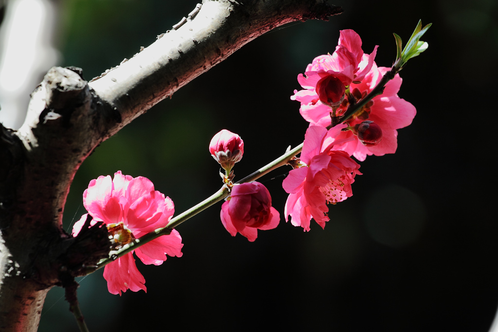 桃花 摄影 wanfugen