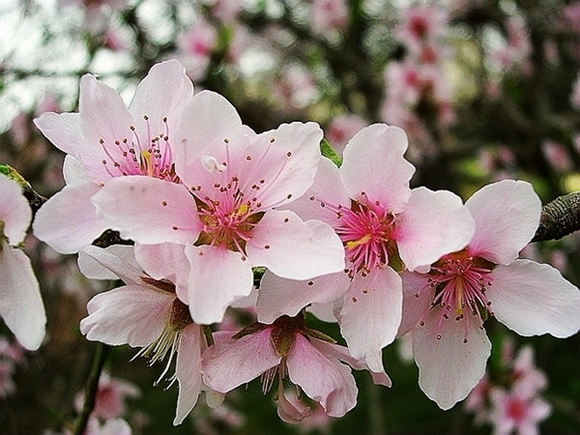 春之花 摄影 西风胡杨