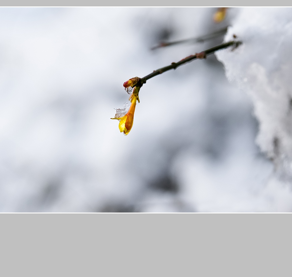 迎春不畏冰雪寒 摄影 醉风林