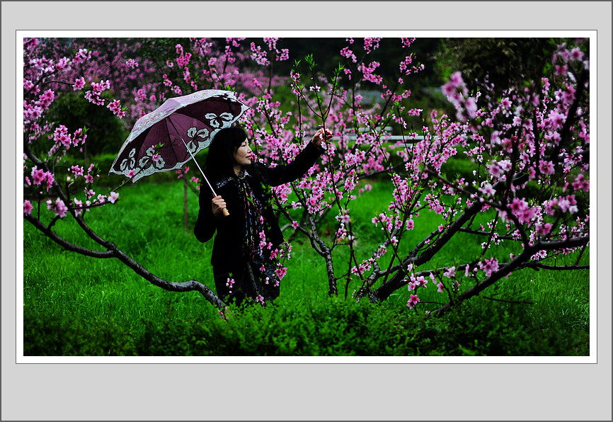 《春风化雨润桃红》 摄影 陋室人