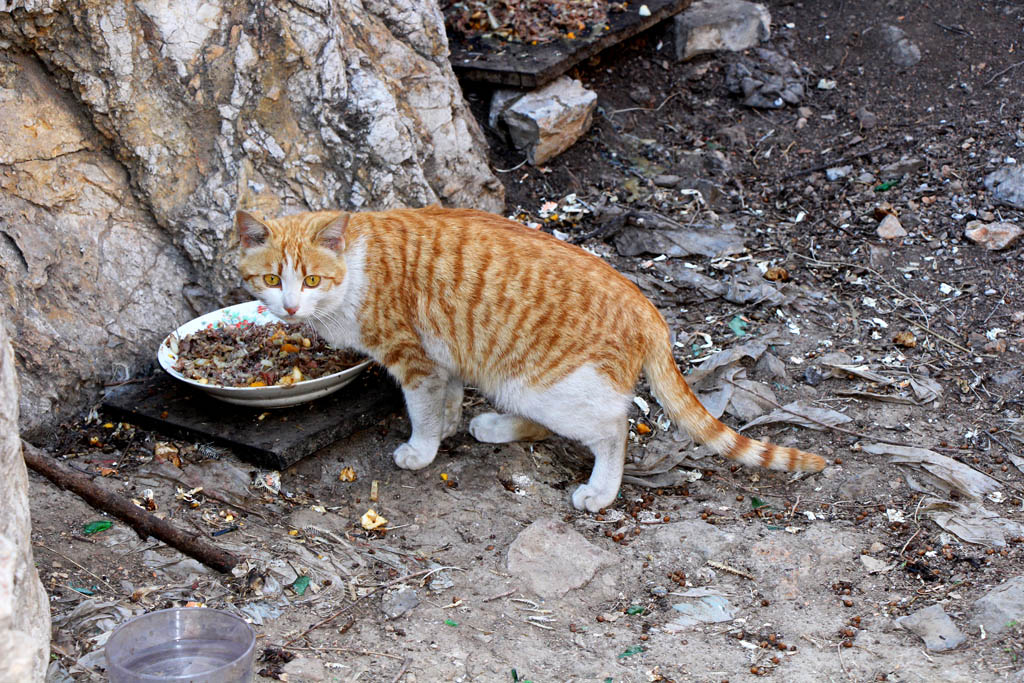 好心人为流浪猫准备的食物 摄影 富丁