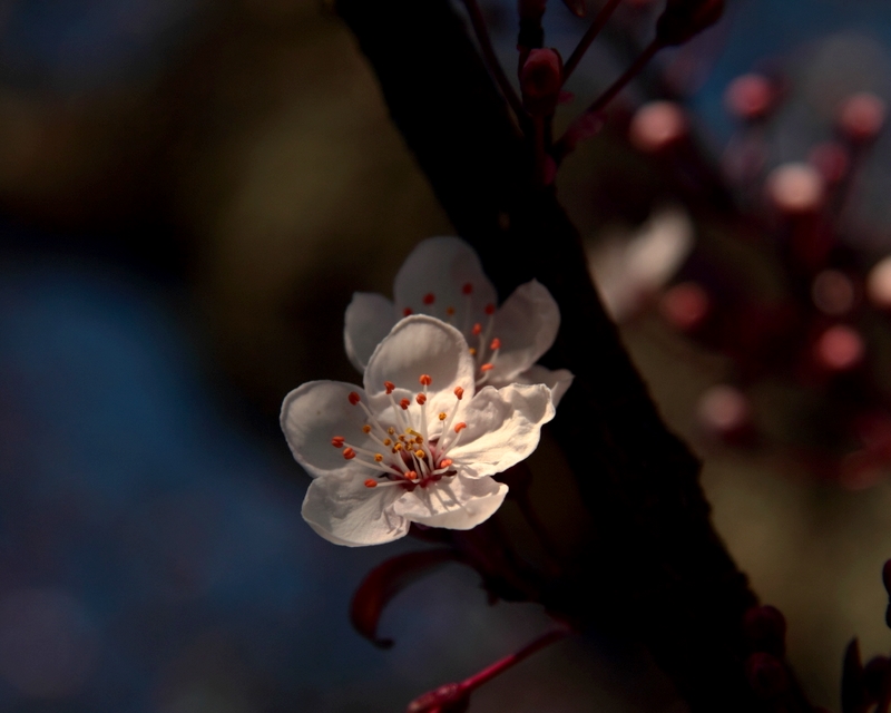 醉在花間 摄影 bingxin