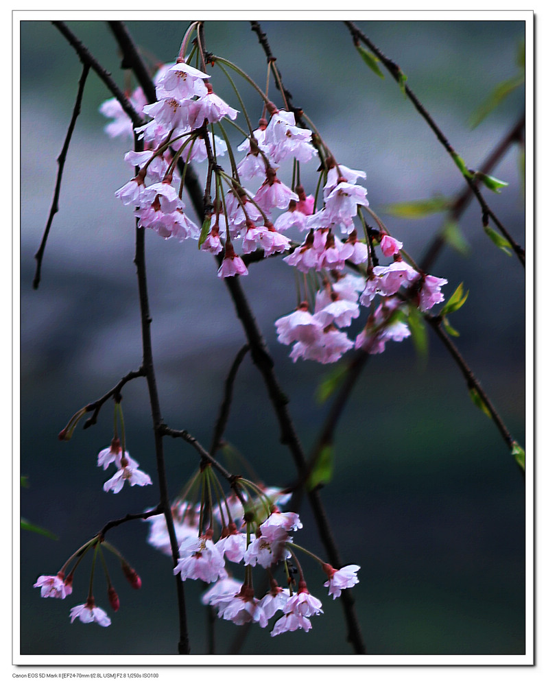 樱花 摄影 淡淡清茶