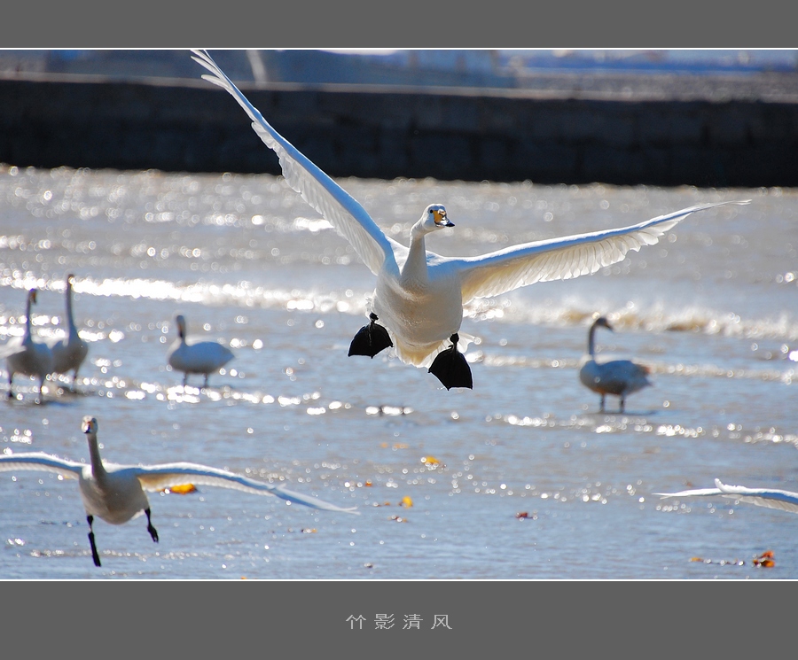 展翅…… 摄影 竹影清风