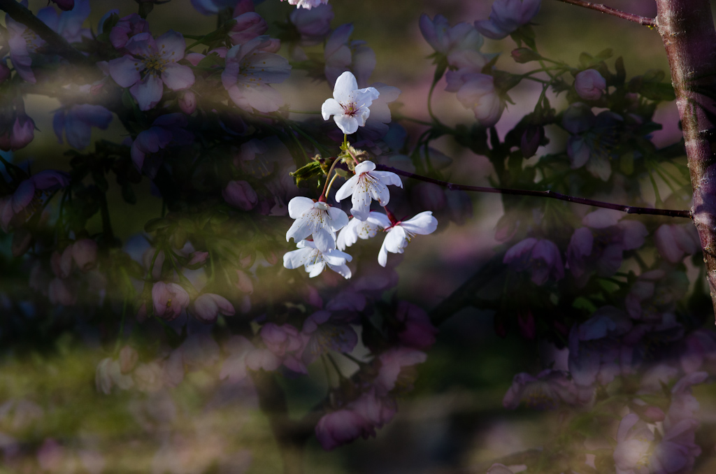 赏花时节 摄影 自然而然2010