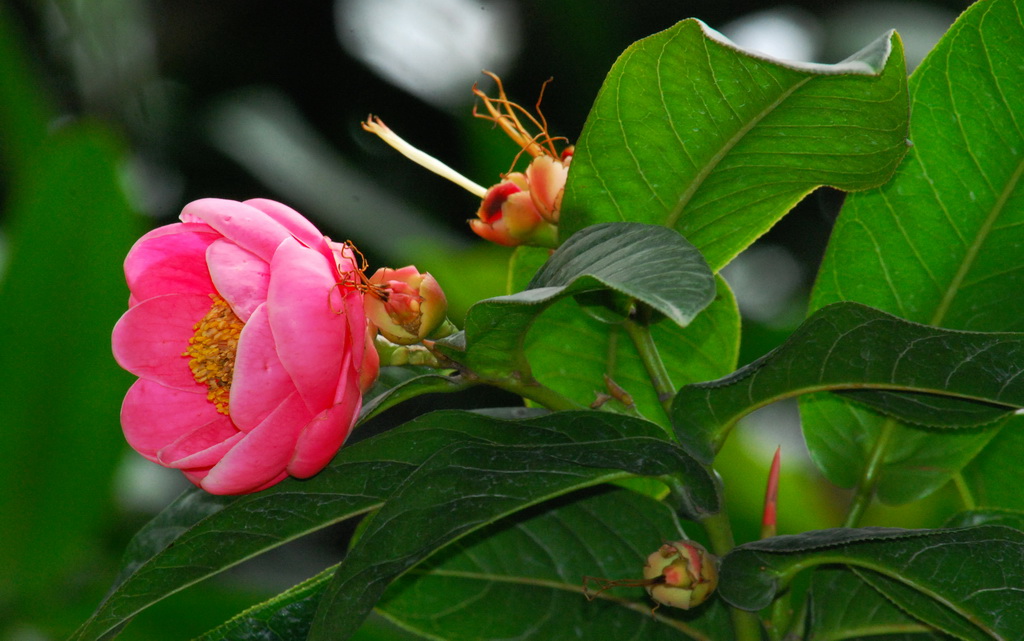 茶花（越南抱茶） 摄影 三届