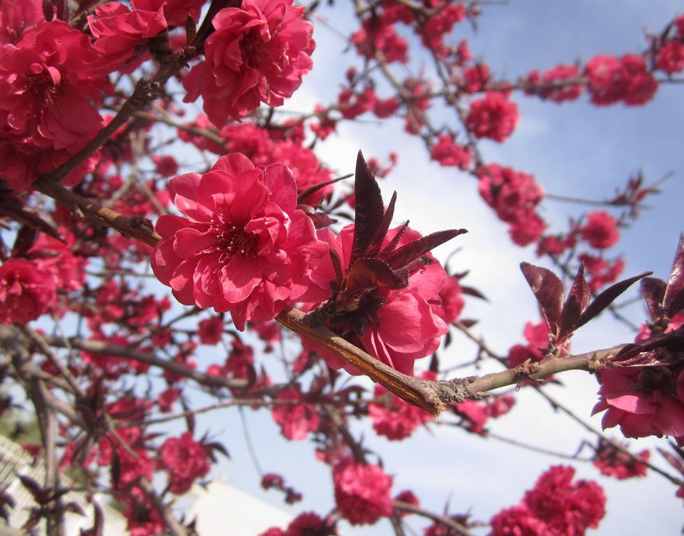 红樱花 摄影 莺歌燕舞