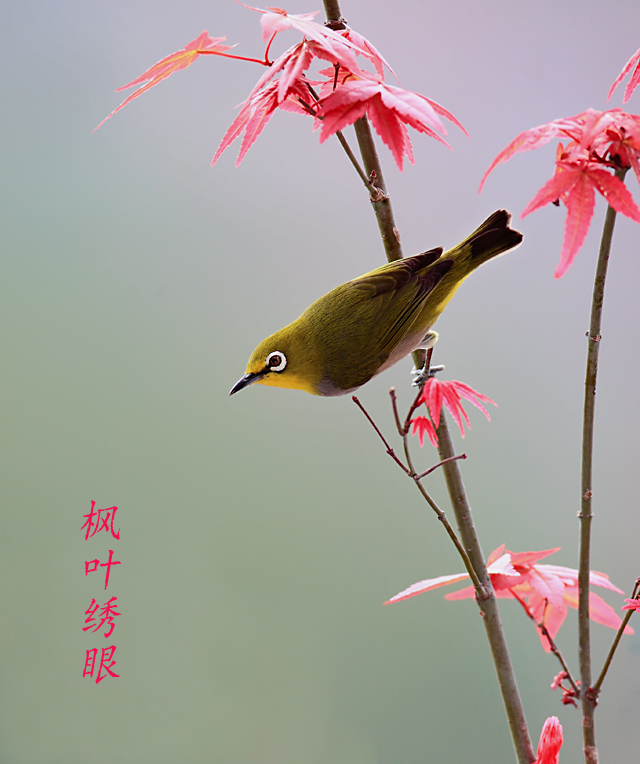 枫叶绣眼 摄影 锋速