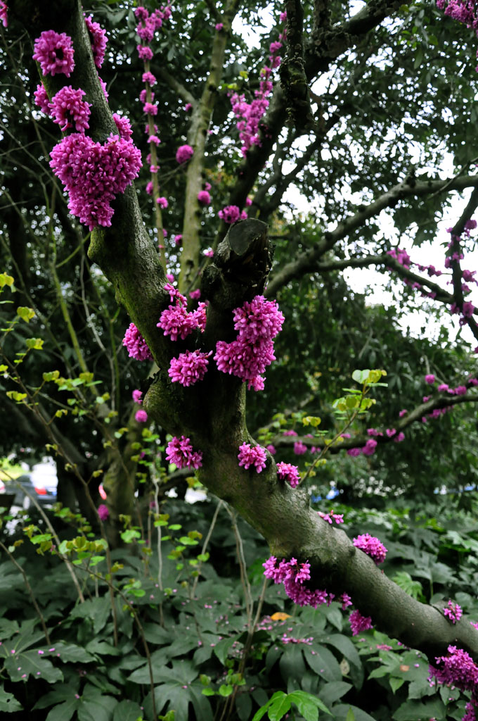 花满枝 摄影 阿江