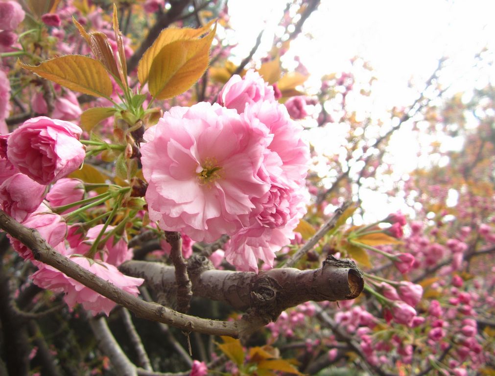 樱花 摄影 莺歌燕舞