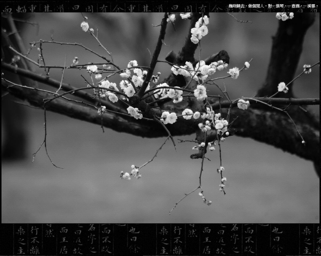 梅花 摄影 雨v季