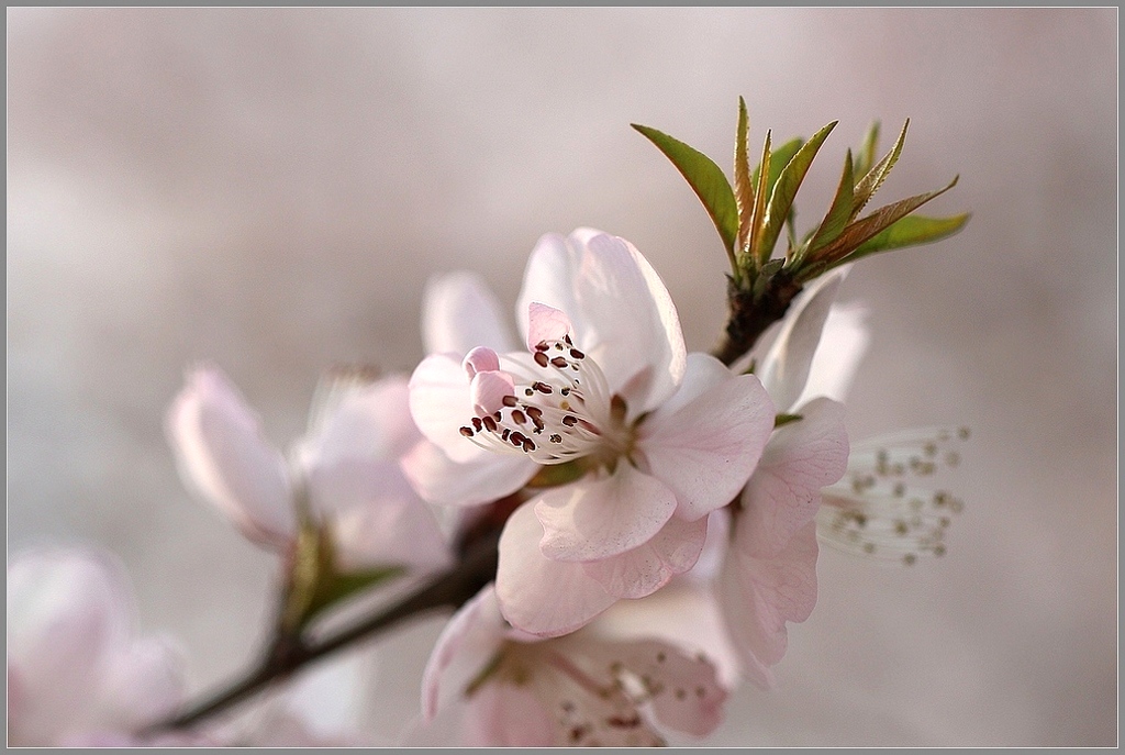 今日桃花 摄影 一滴水-tj