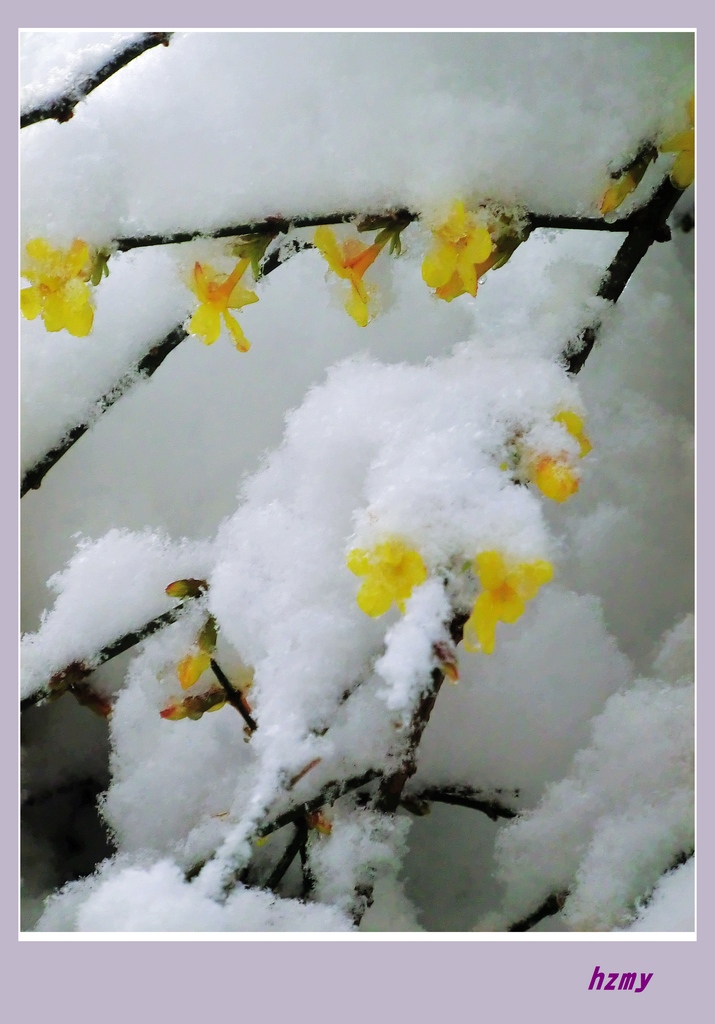 瑞雪迎春1 摄影 惠之美影