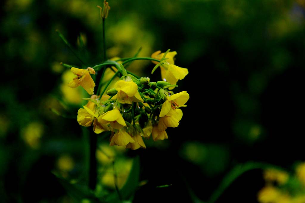 油菜花 摄影 青岛大力