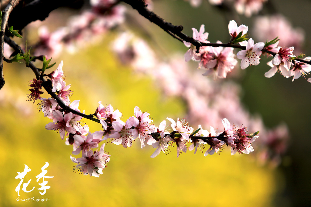 金山桃花朵朵开IMG_0046 摄影 5D兔051609