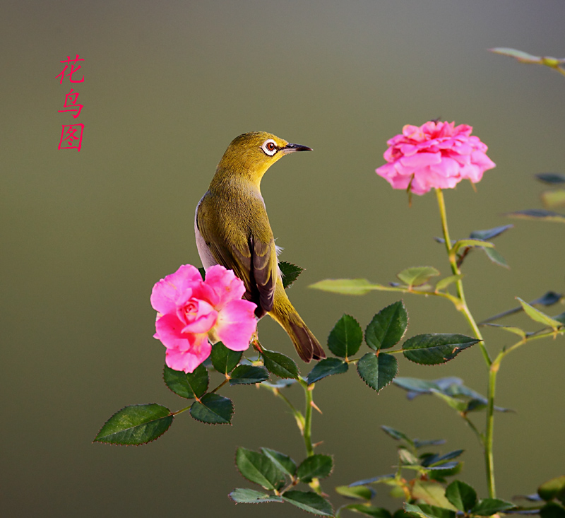 花鸟图 摄影 锋速