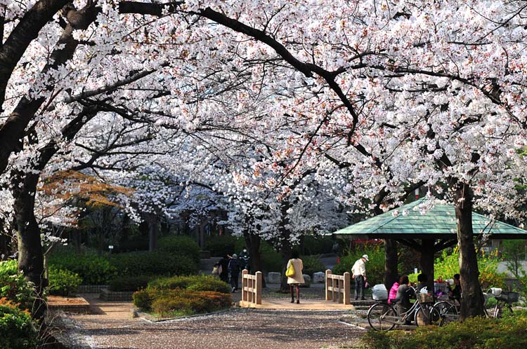 桜花季 摄影 景深预视