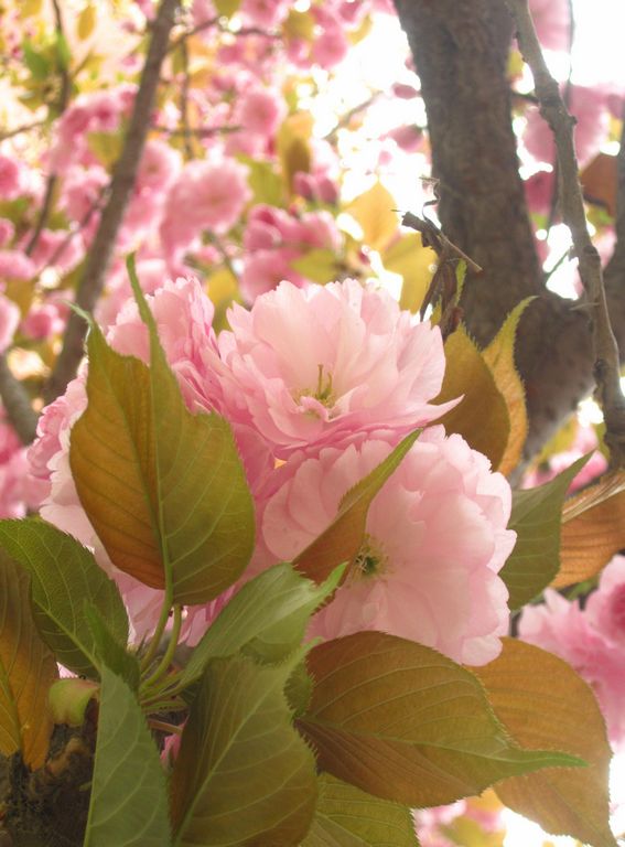 樱花 摄影 莺歌燕舞