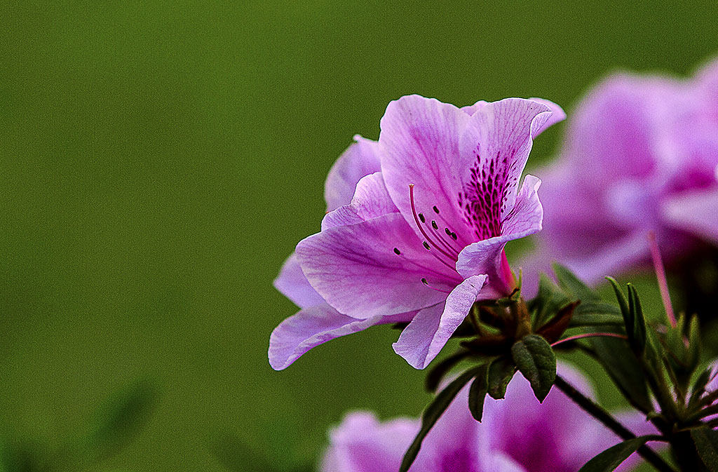 杜鹃花 摄影 箭飞