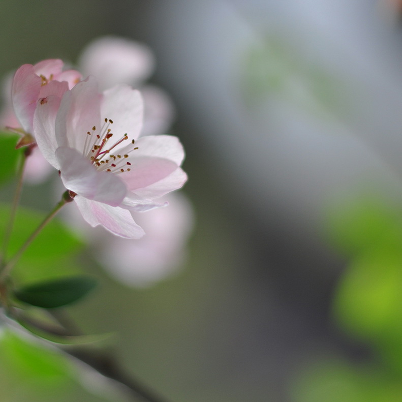 公园里的花 摄影 东方狐