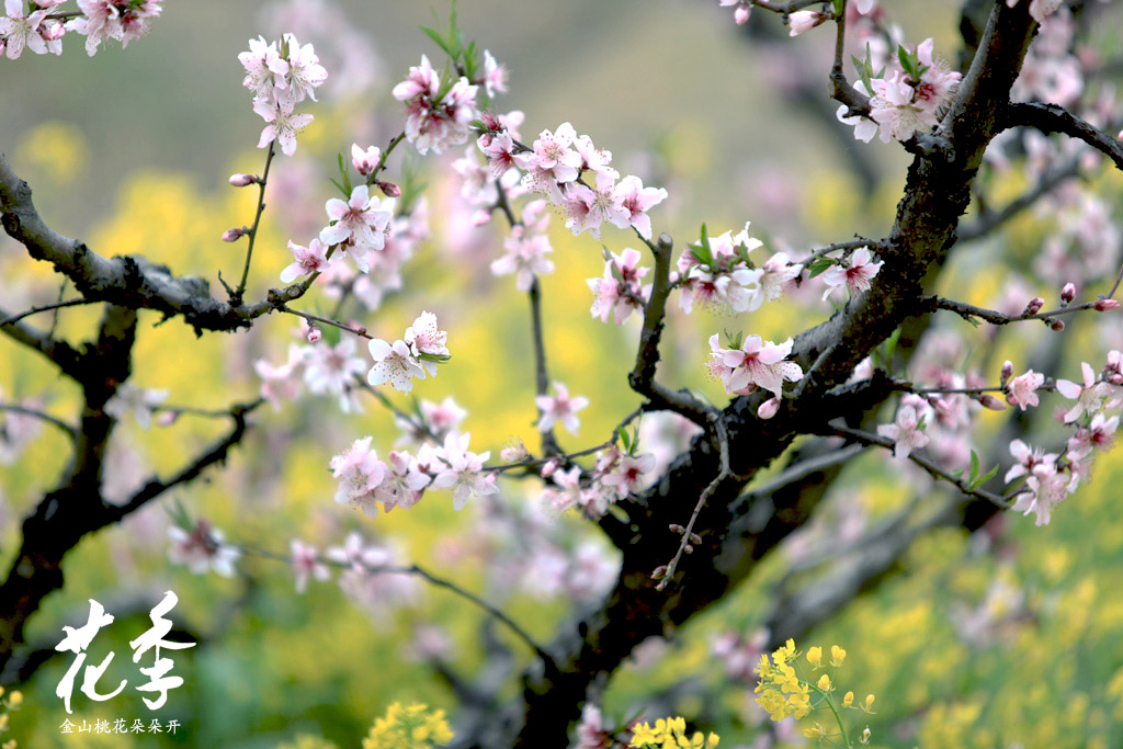 金山 桃花朵朵开IMG_0275 摄影 5D兔051609