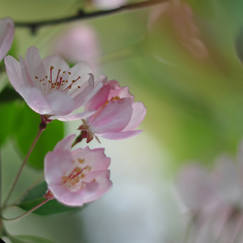 公园里的花 摄影 东方狐