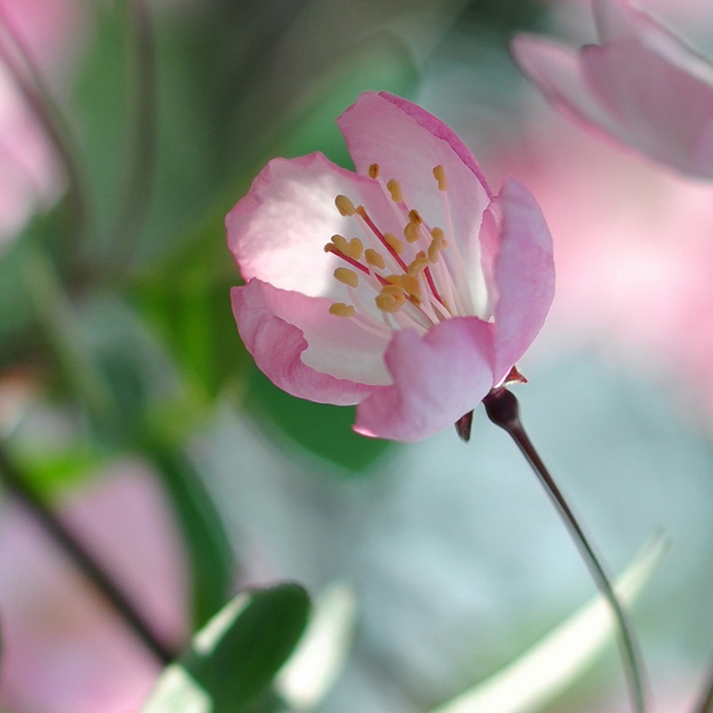 公园里的花 摄影 东方狐