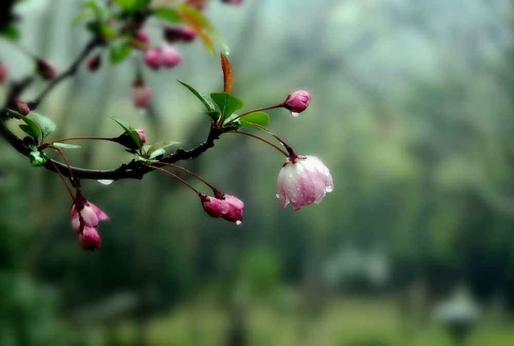 雨中的海棠花 摄影 梅花如雪