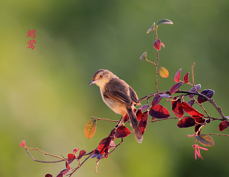 鹪莺 摄影 锋速