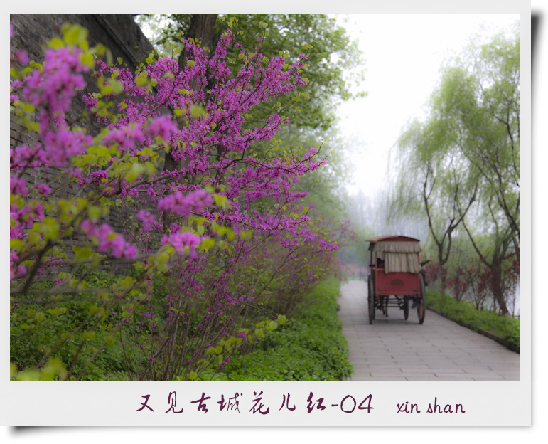 又见古城花儿红 摄影 xinshan