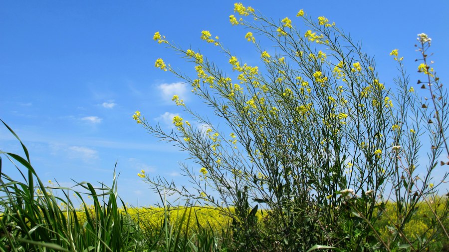 油菜花 摄影 南岸居士