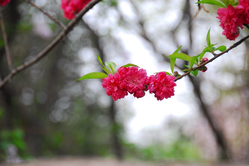 海棠花开 摄影 sjb