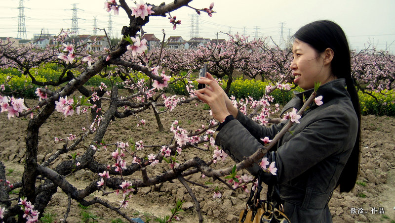 上海桃花节 摄影 qiaoping