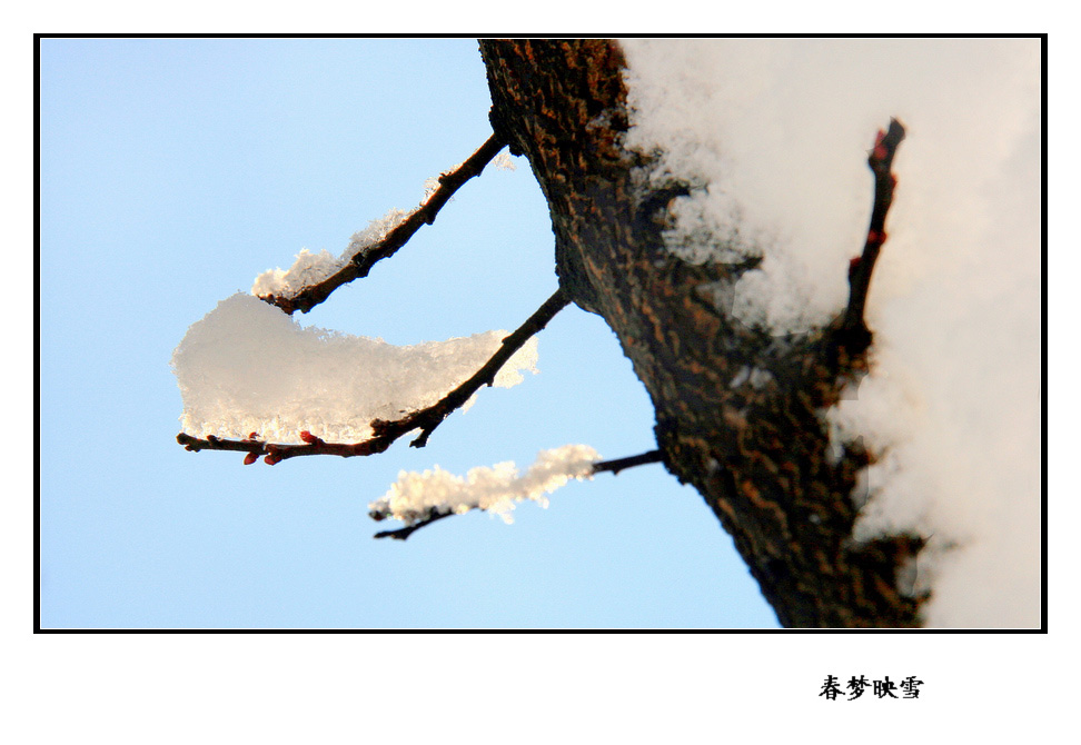 春梦映雪 摄影 乐小