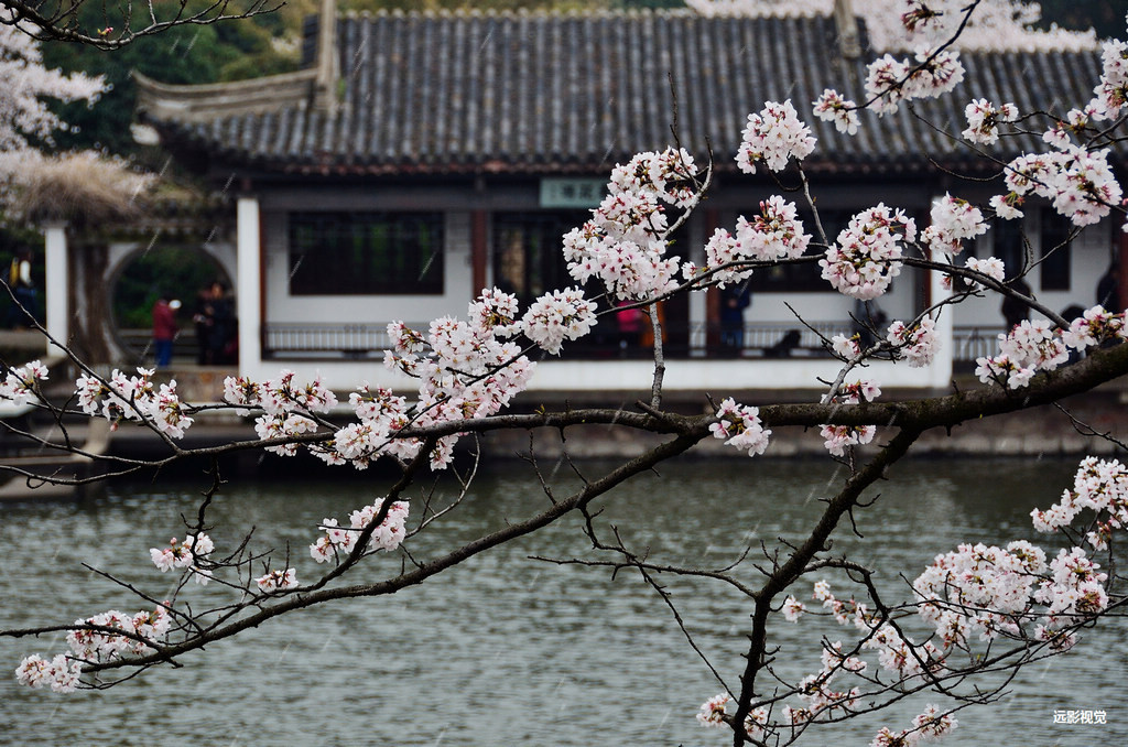 春雨樱花 01 摄影 狂来舞剑