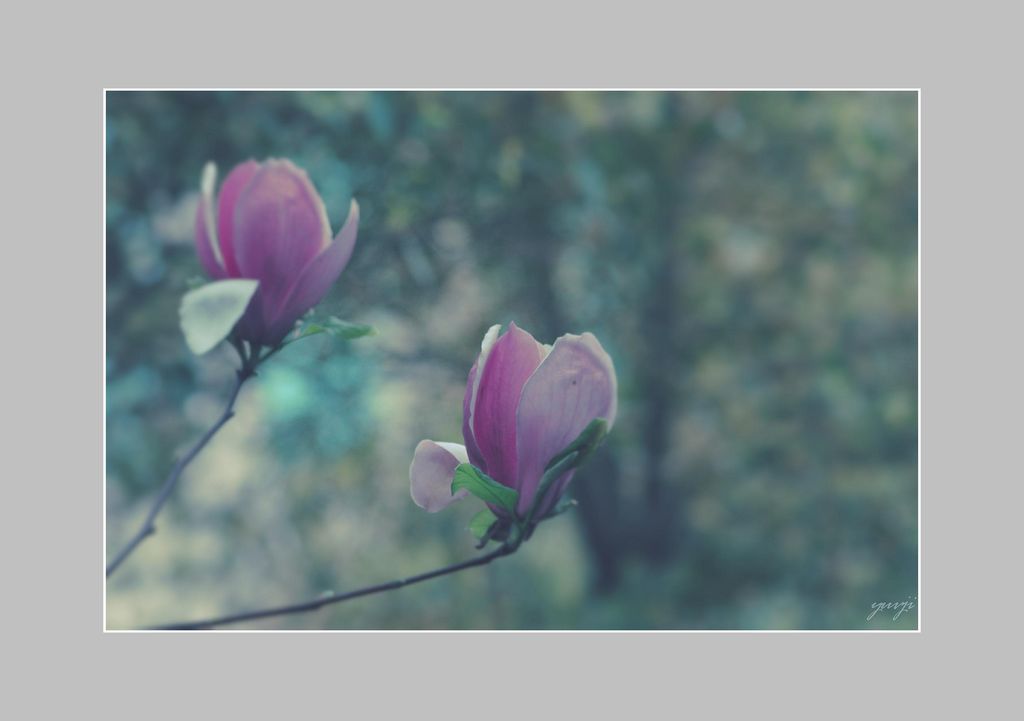 花儿朵朵开 摄影 雨v季