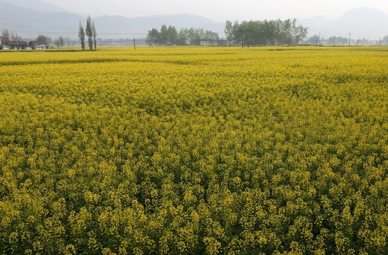 汉中油菜花02 摄影 醉雁