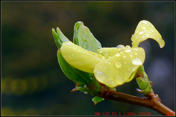 春雨串黄 摄影 旭峰