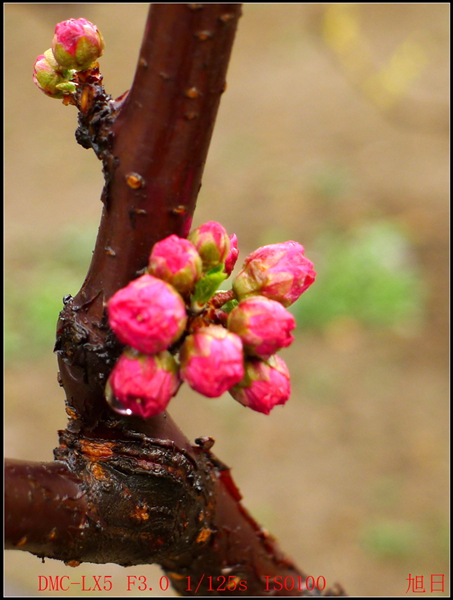 花蕾 摄影 旭峰