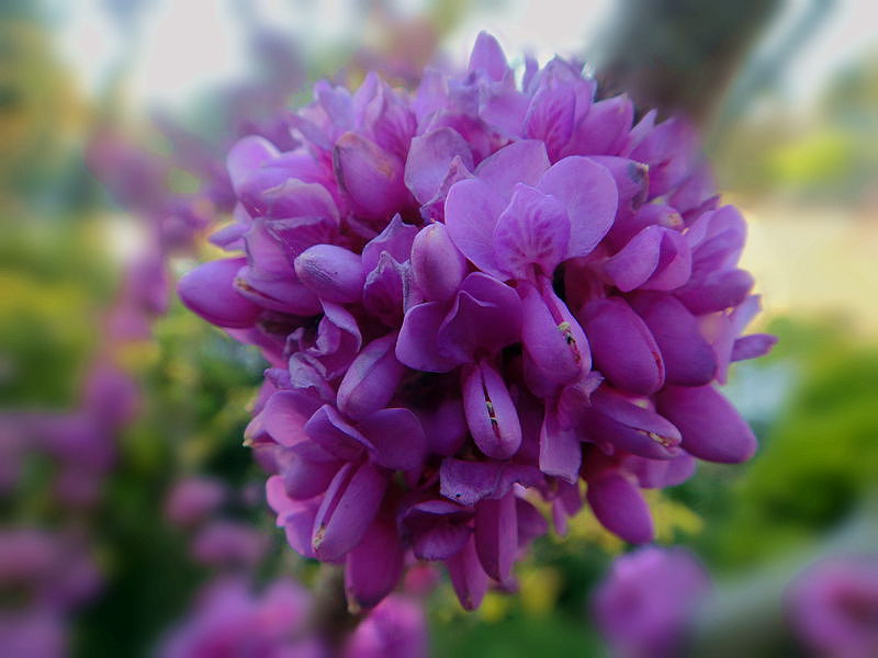 紫色花儿 摄影 夜雨听蕉