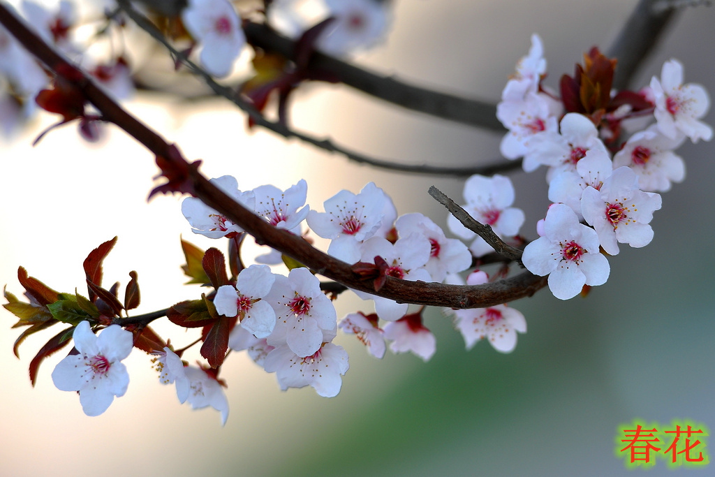 春花 摄影 haoguangying