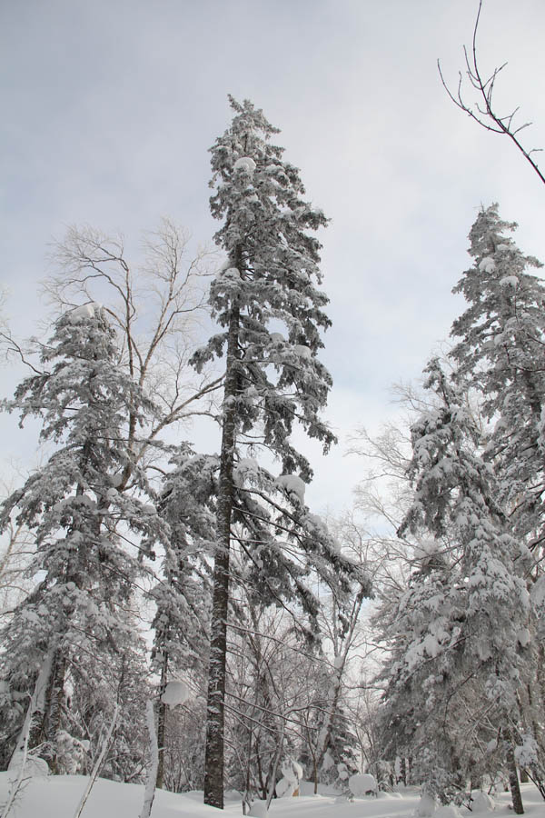 雪压青松松更拔 摄影 旗人