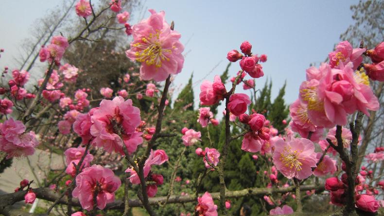 鲜花港（5） 摄影 yangchuanyin