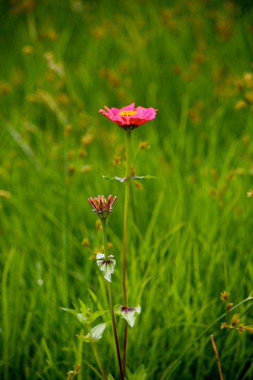 小花 摄影 AUGOSTO