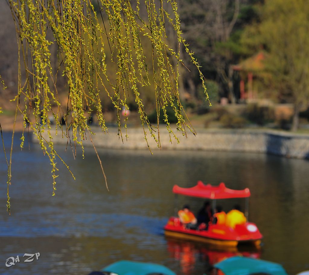 青岛的春日小景 摄影 qdzp