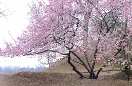 明园桃花 摄影 旭峰