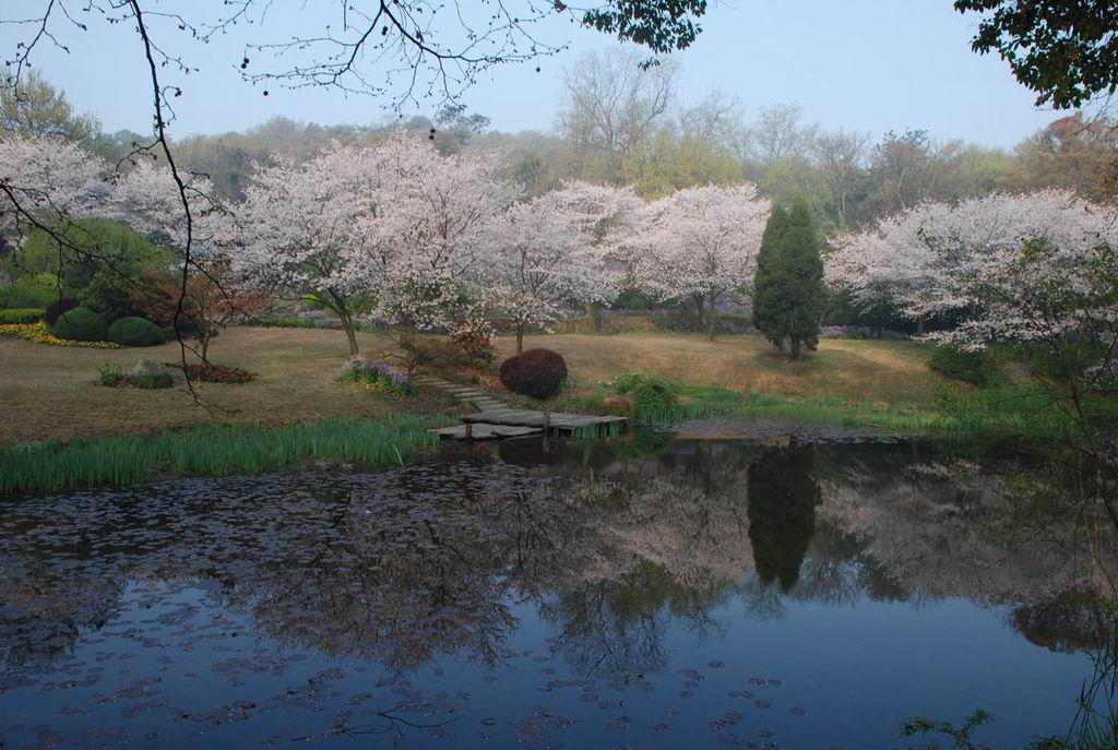 池塘春色 摄影 梁溪韵